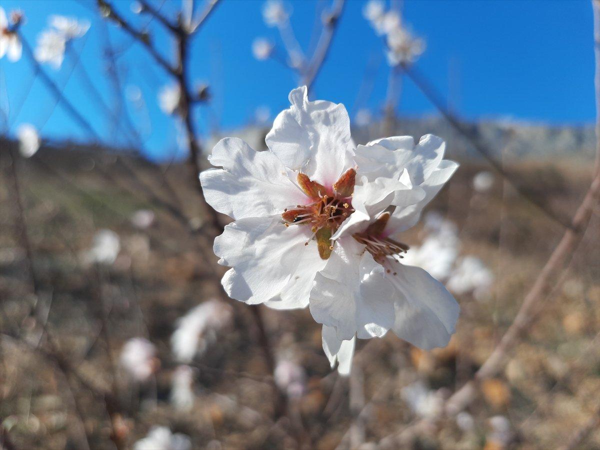 Mersin'deki yangınlarda zarar gören badem ağaçları çiçek açtı
