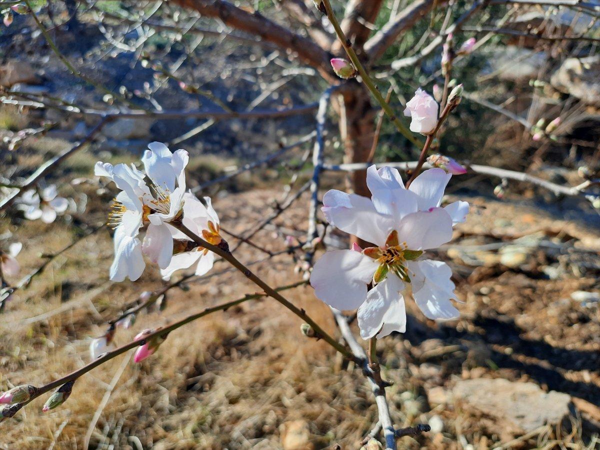 Mersin'deki yangınlarda zarar gören badem ağaçları çiçek açtı