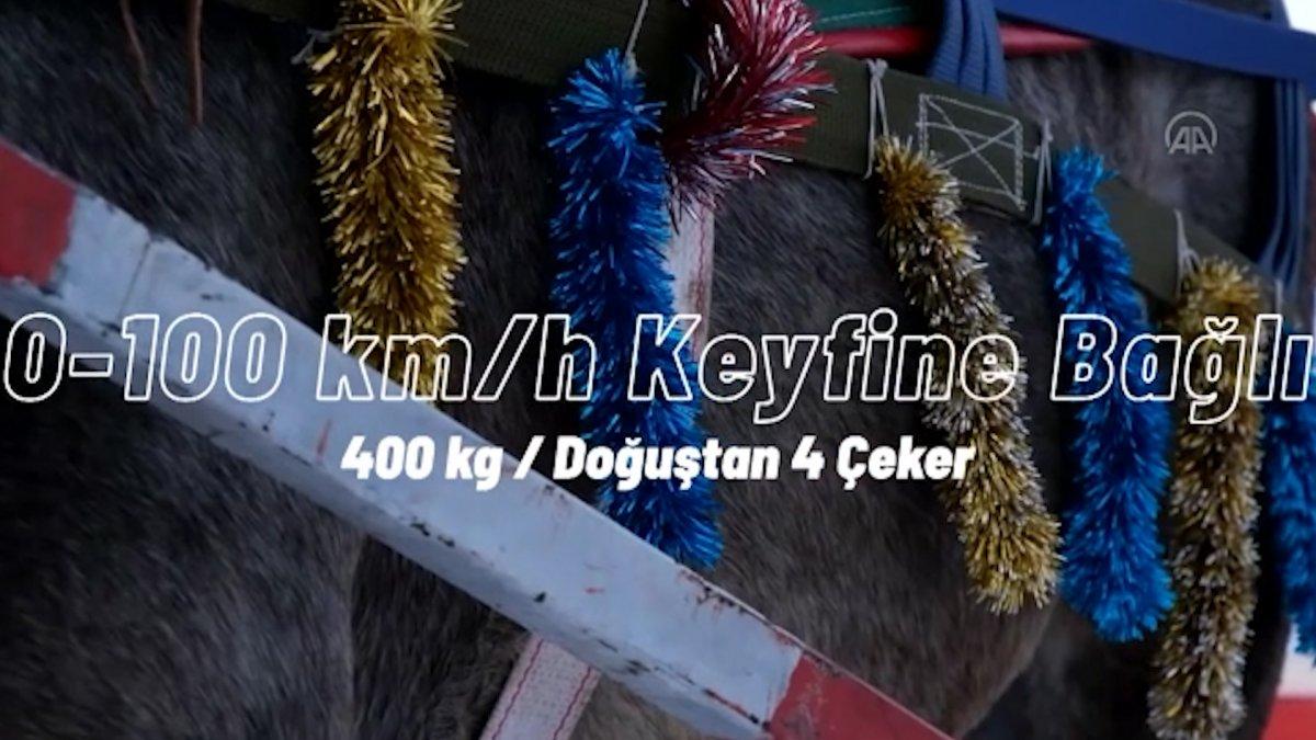 Çıldır Gölü'nde şampiyonluk kazandıran araçlar, atlı kızaklar ile yarıştı