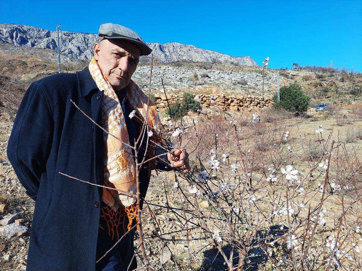 Mersin'deki yangınlarda zarar gören badem ağaçları çiçek açtı