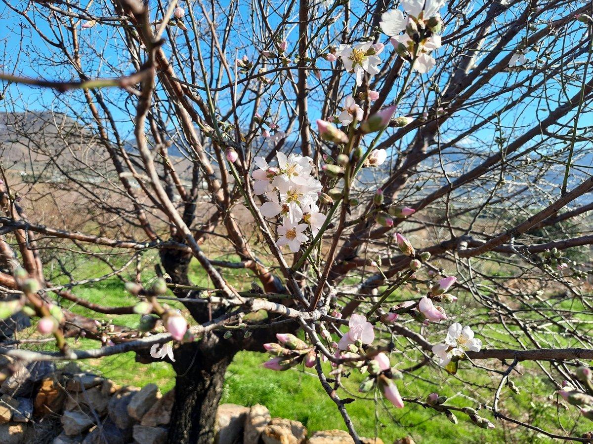 Mersin'deki yangınlarda zarar gören badem ağaçları çiçek açtı