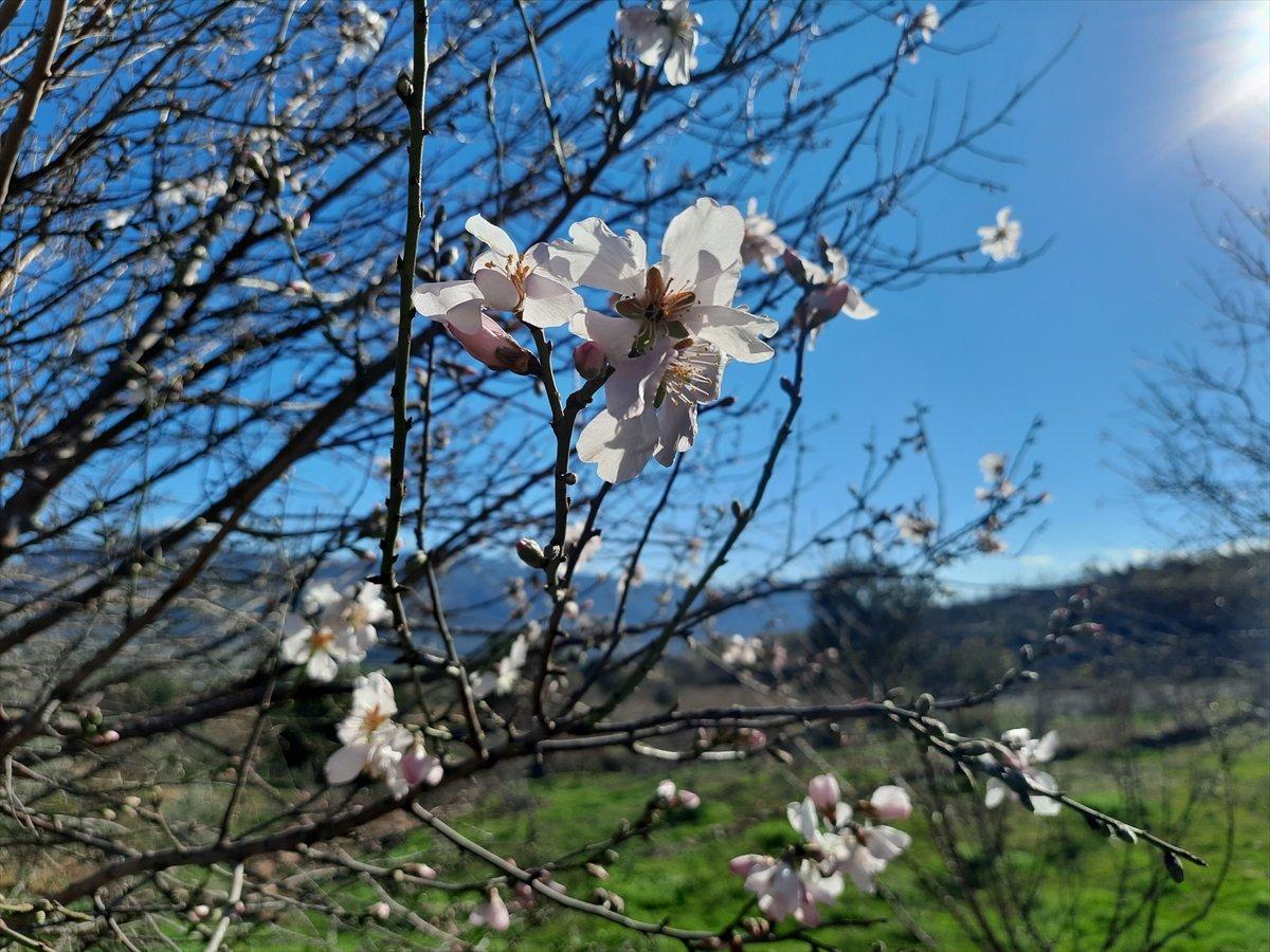 Mersin'deki yangınlarda zarar gören badem ağaçları çiçek açtı