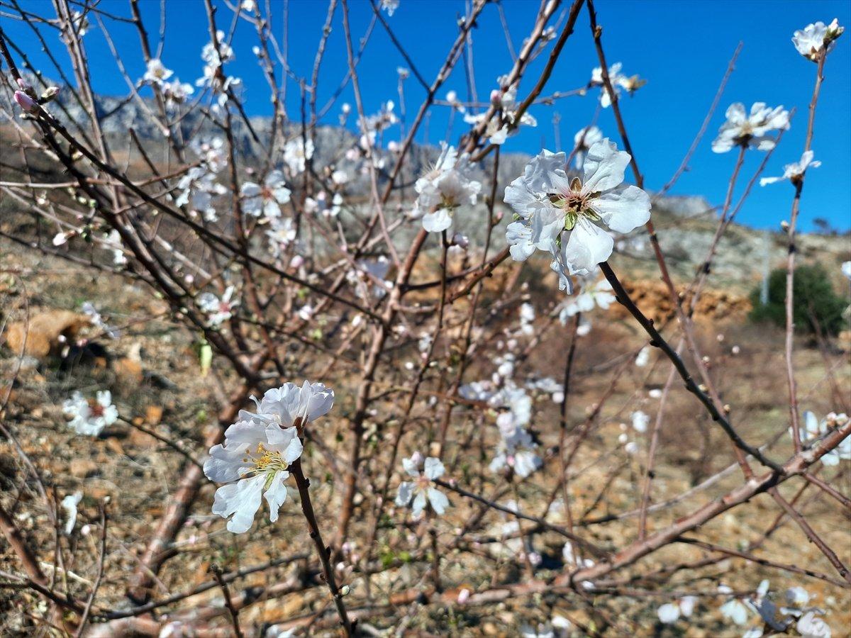 Mersin'deki yangınlarda zarar gören badem ağaçları çiçek açtı