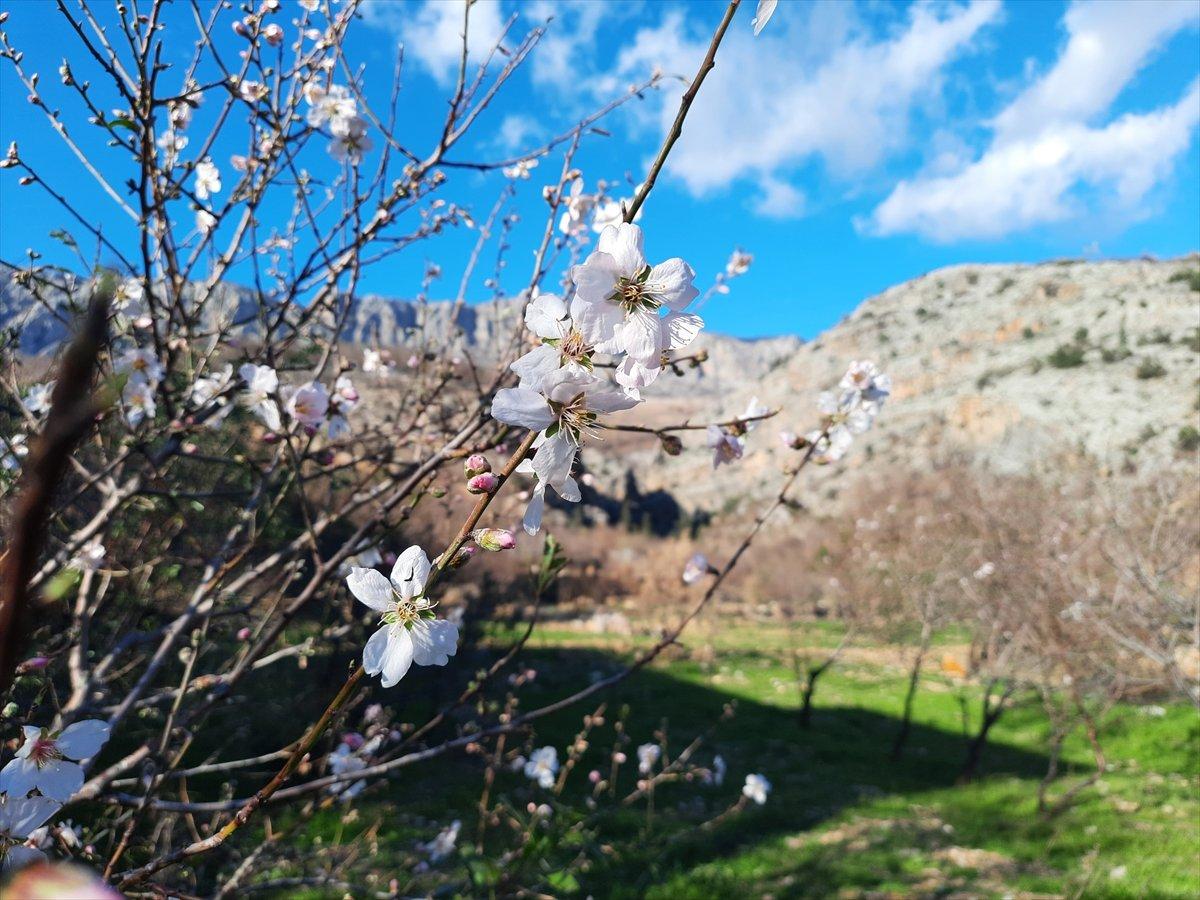 Mersin'deki yangınlarda zarar gören badem ağaçları çiçek açtı