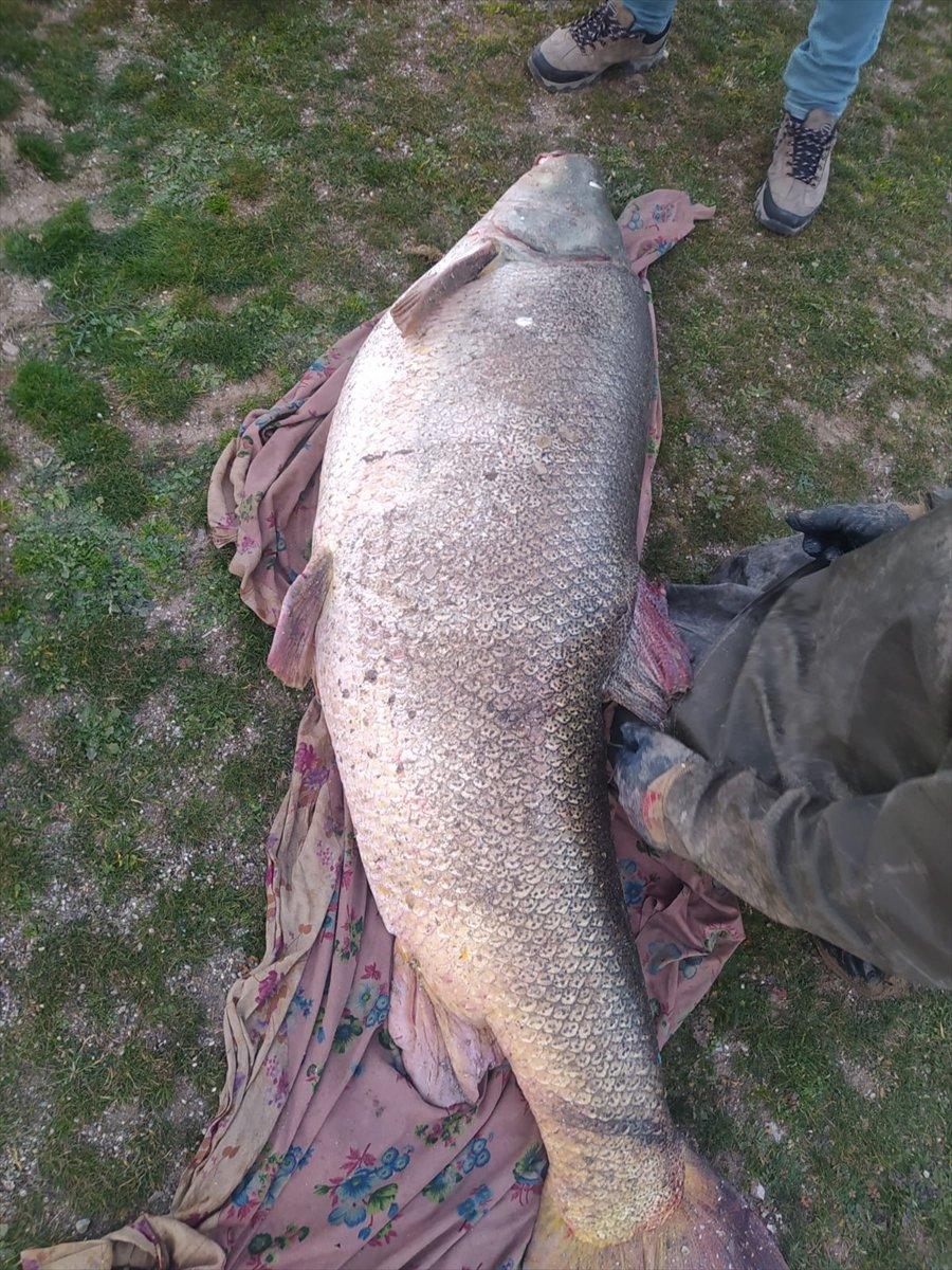 Adıyaman'da 180 boyunda turna balığı avlandı