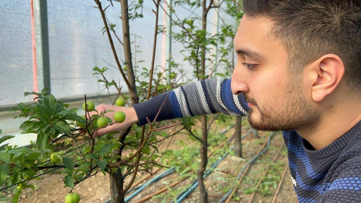 Kış ortasında Bursa'da erik hasadı