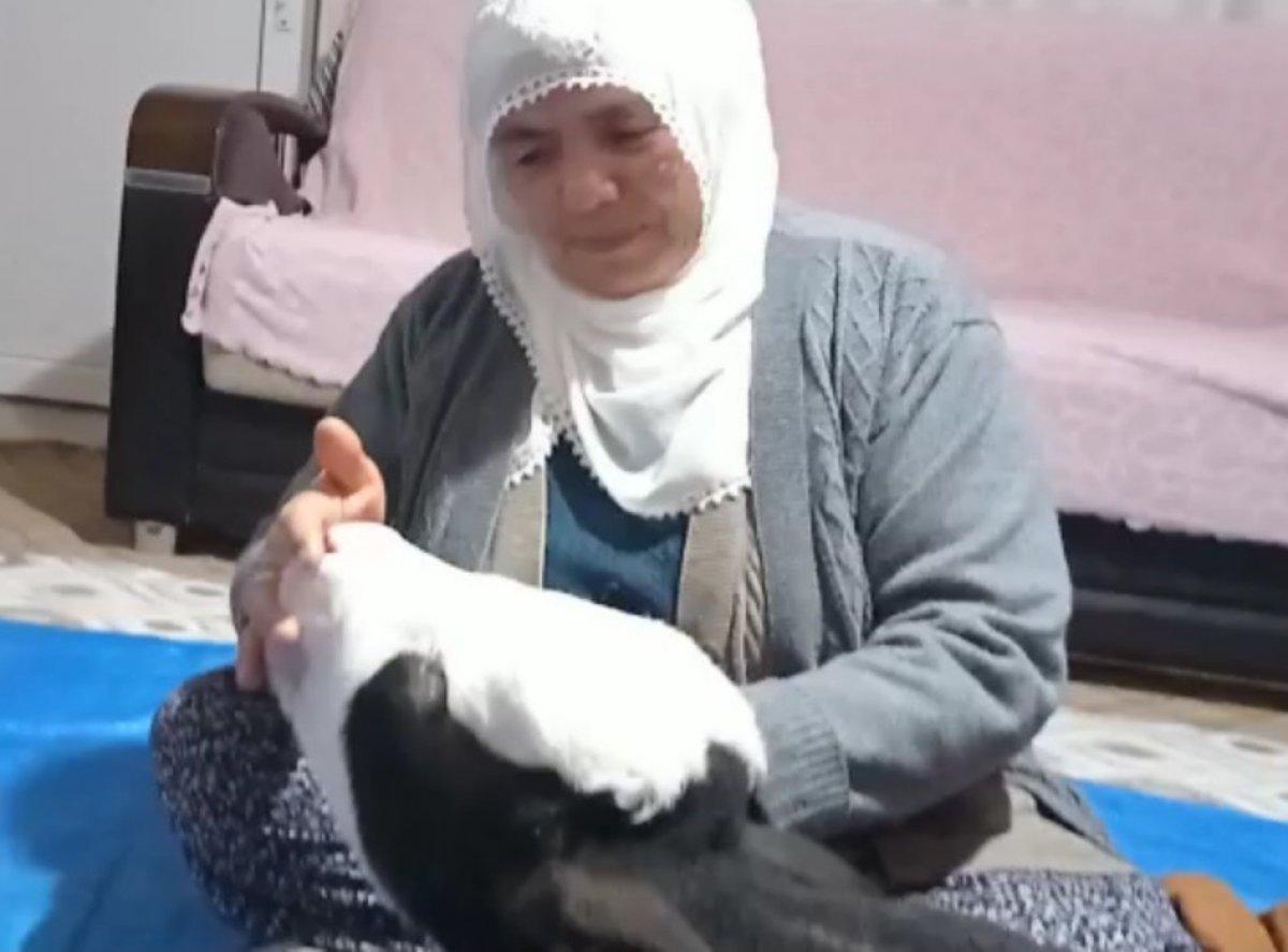 Kahramanmaraş'ta gözleri görmeyen buzağı bebek gibi bakılıyor