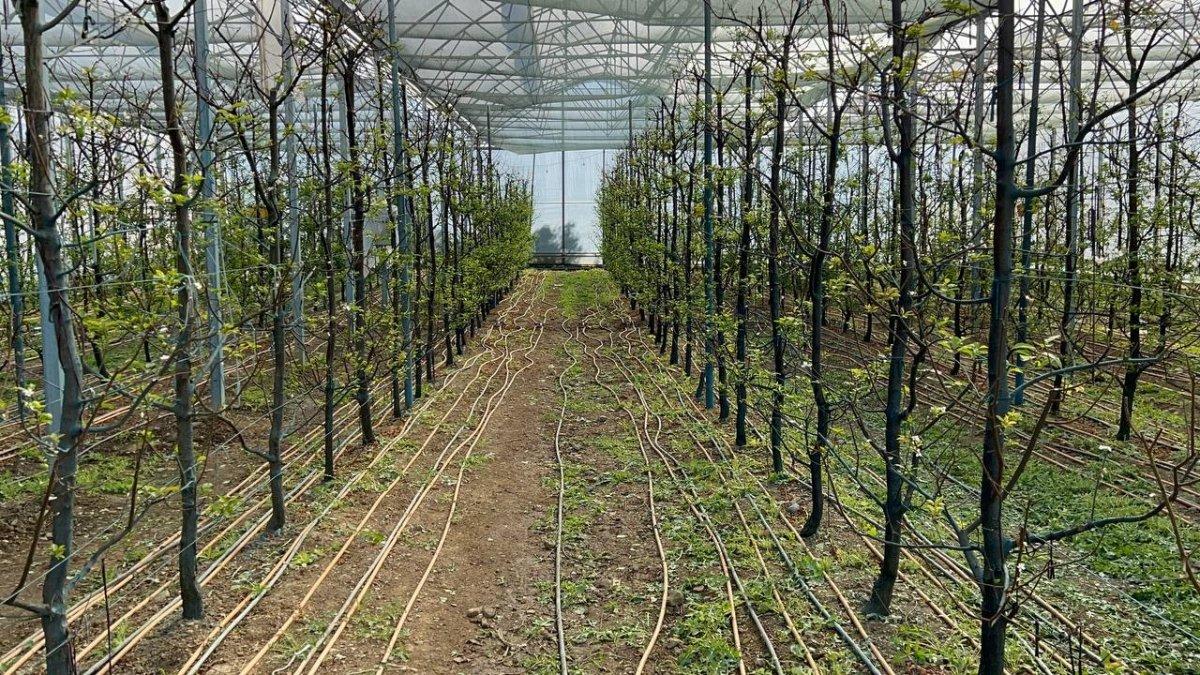 Kış ortasında Bursa'da erik hasadı