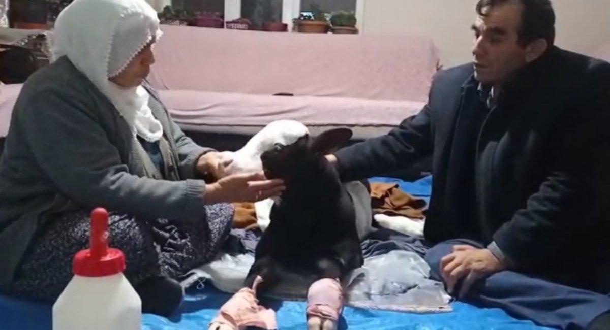 Kahramanmaraş'ta gözleri görmeyen buzağı bebek gibi bakılıyor