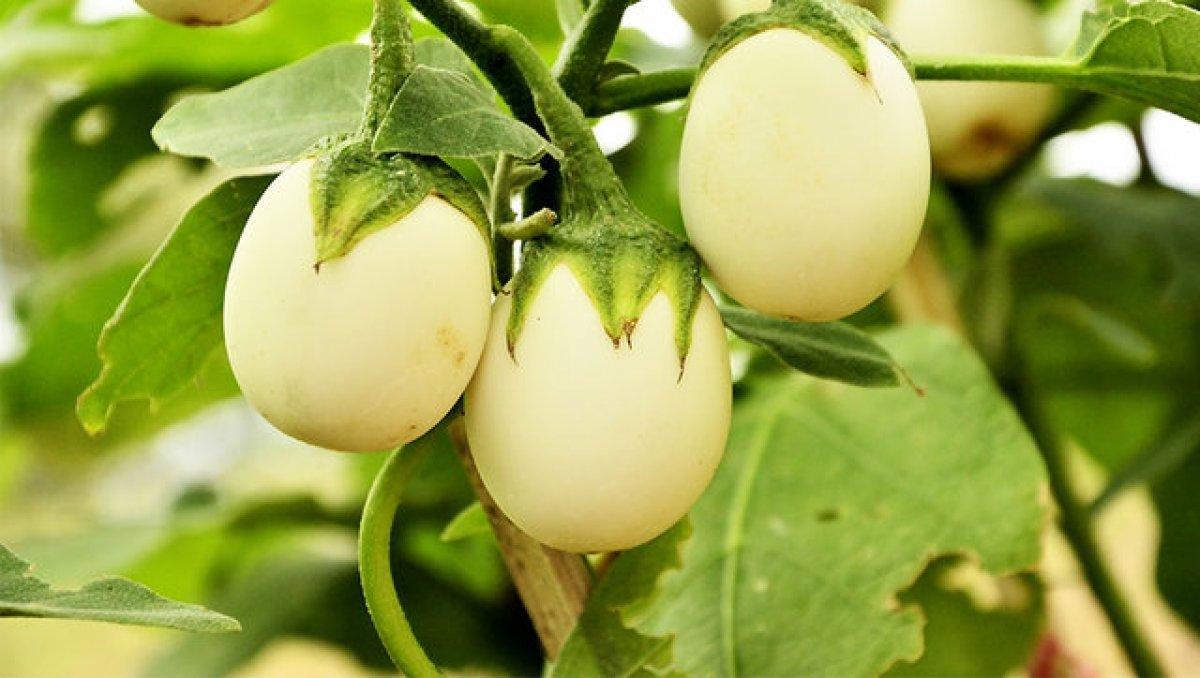 Reflüyü geçiren bitki: Yumurta çiçeği nedir, faydaları nelerdir?