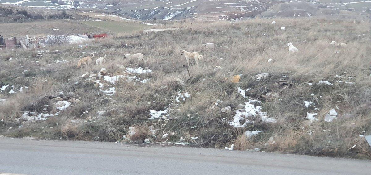 Ankara'da başıboş köpek saldırısına uğrayan adam ağır yaralandı