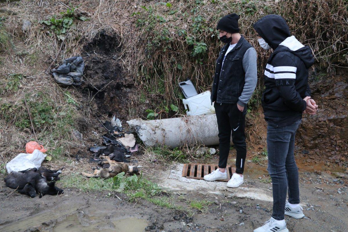 Rize'de çöpten 5 ölü köpek çıktı