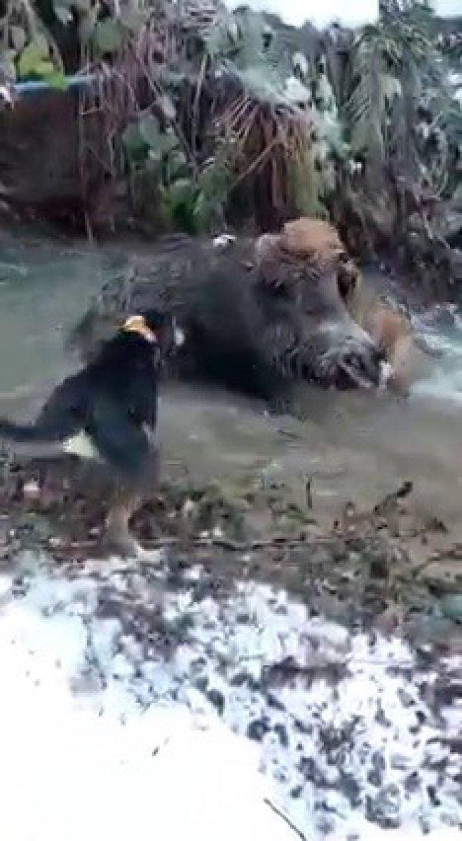 Zonguldak'ta domuz ve av köpeği boğuşma anı kamerada