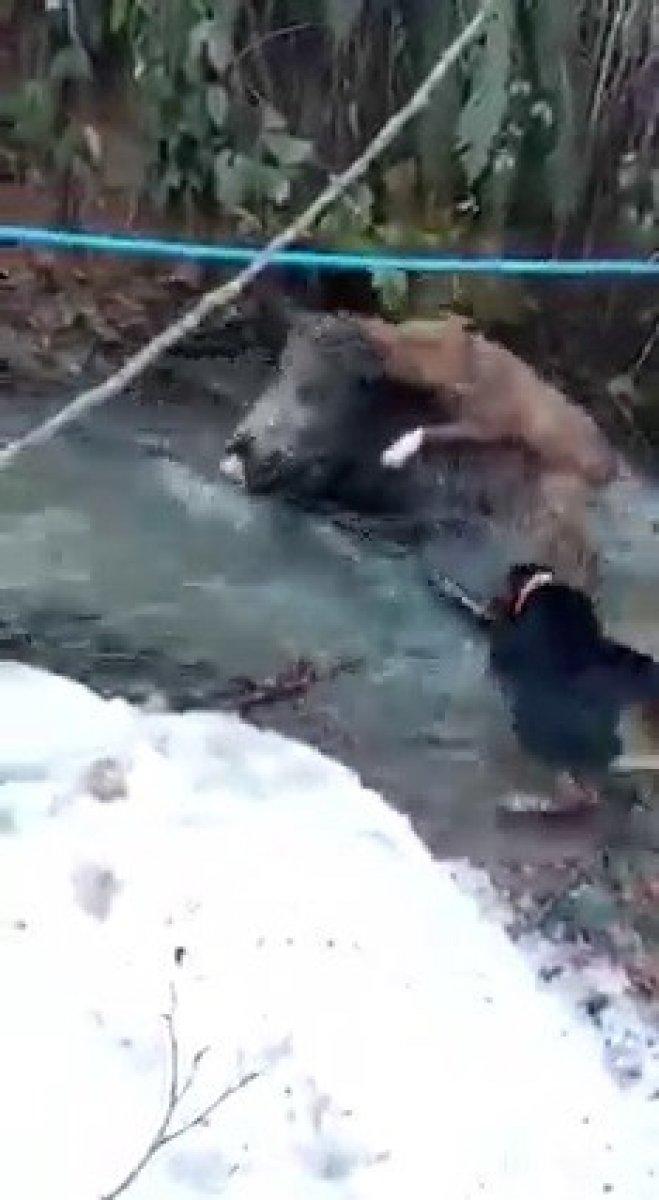 Zonguldak'ta domuz ve av köpeği boğuşma anı kamerada