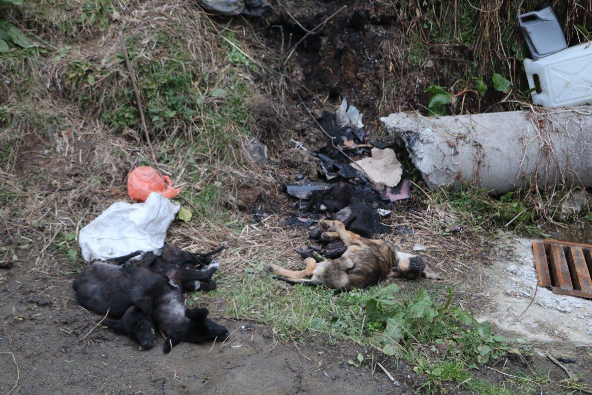 Rize'de çöpten 5 ölü köpek çıktı
