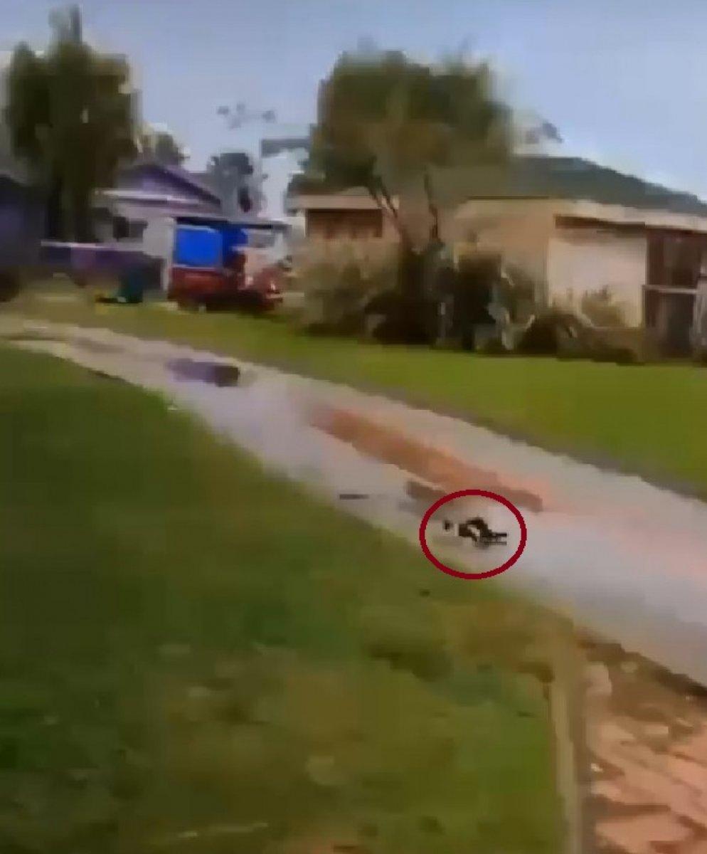 Yalova’da yavru kediyi tekmeleyen Iraklı çocuk için 5 yıl hapis istemi