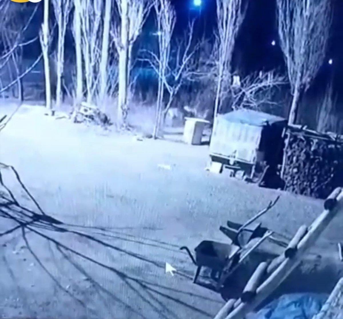 Iğdır'da aç kurt sürüsü, köpeği parçaladı