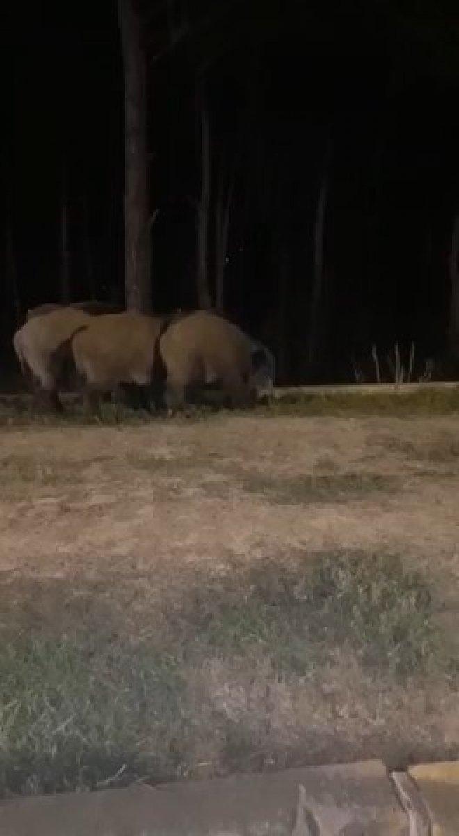 İstanbul'da aç domuzlar şehre indi