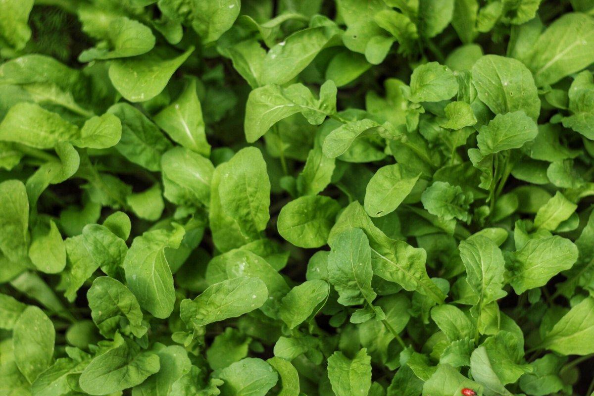 Bir yaşından küçük çocuklar için 5 yasak gıda