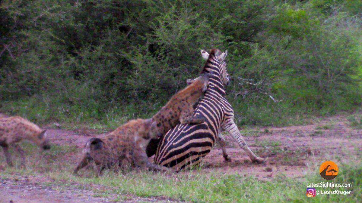 Zebranın sırtlanlara av olma anı kamerada