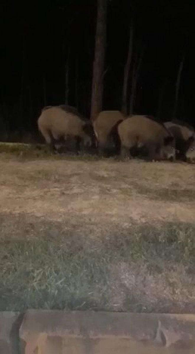 İstanbul'da aç domuzlar şehre indi