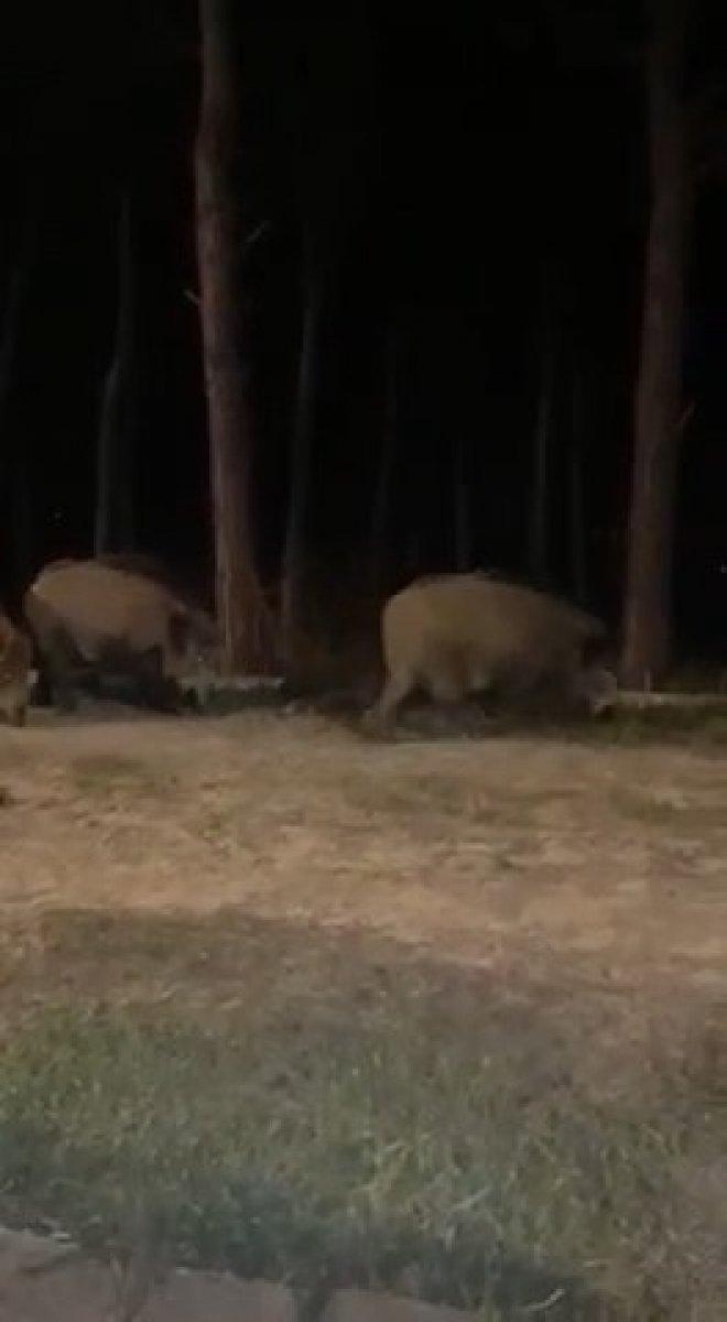 İstanbul'da aç domuzlar şehre indi