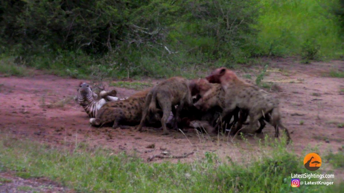 Zebranın sırtlanlara av olma anı kamerada