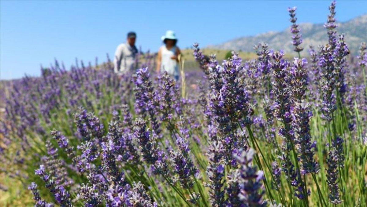 139 çeşit tıbbi aromatik ve süs bitkisine Hazine desteği