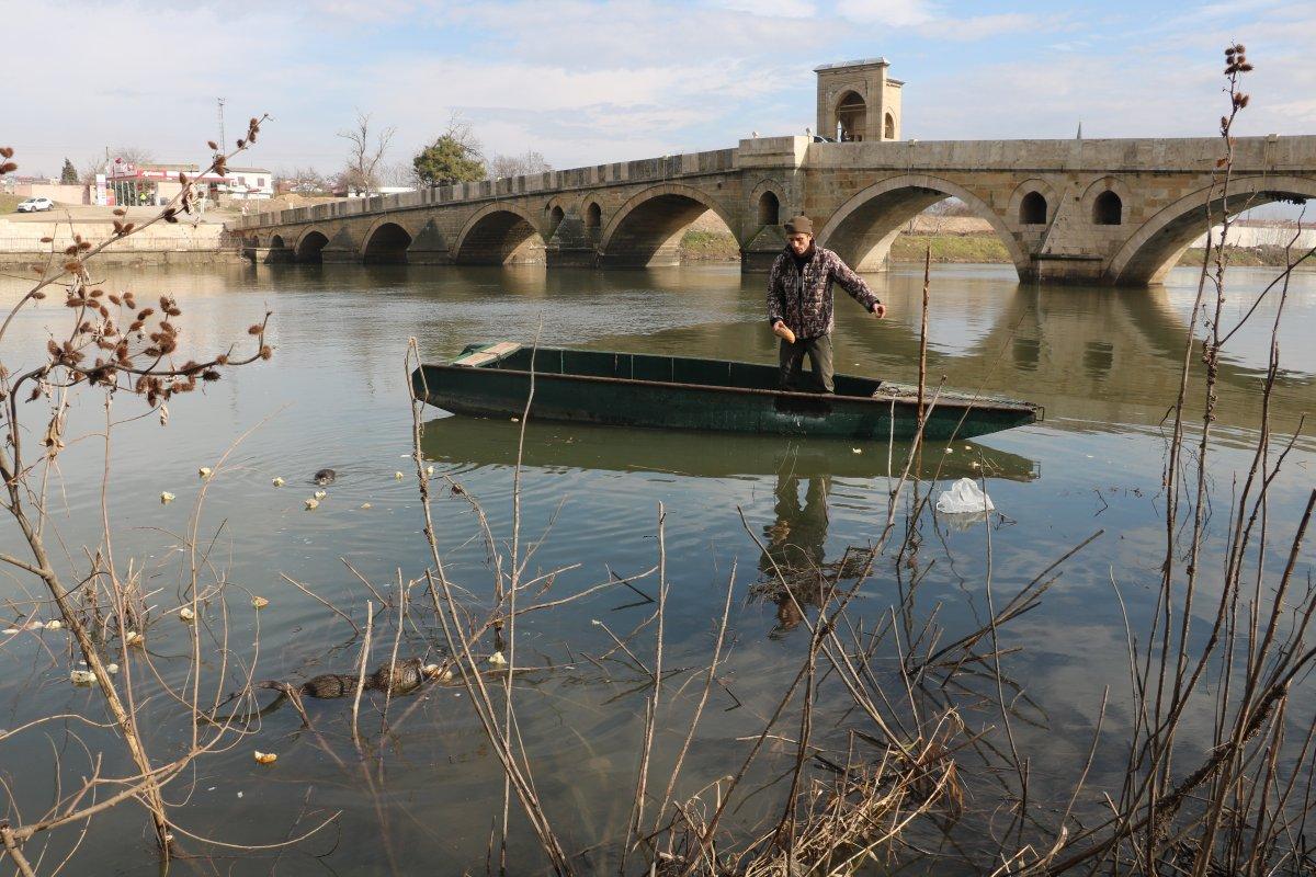 Edirne'deki su maymunları, ekmekle besleniyor
