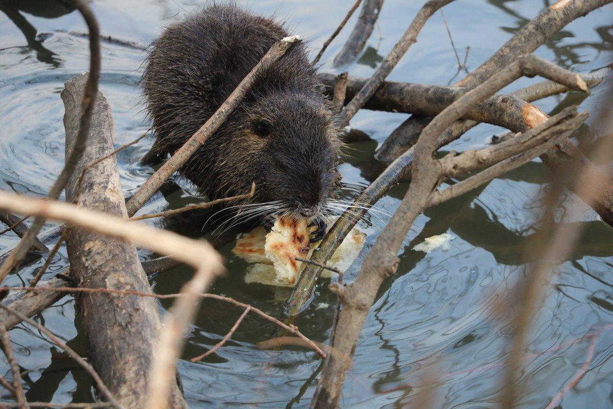 Edirne'deki su maymunları, ekmekle besleniyor