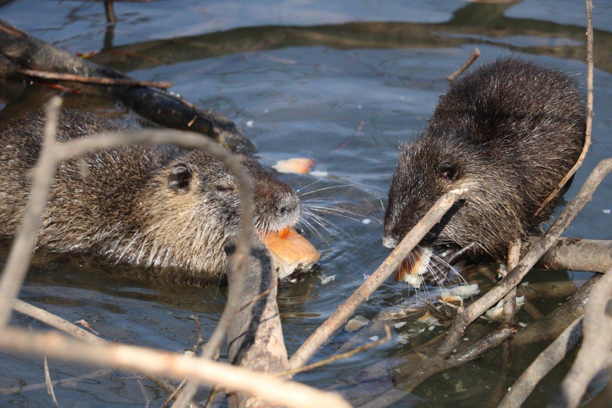 Edirne'deki su maymunları, ekmekle besleniyor
