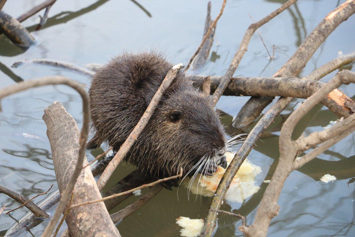 Edirne'deki su maymunları, ekmekle besleniyor