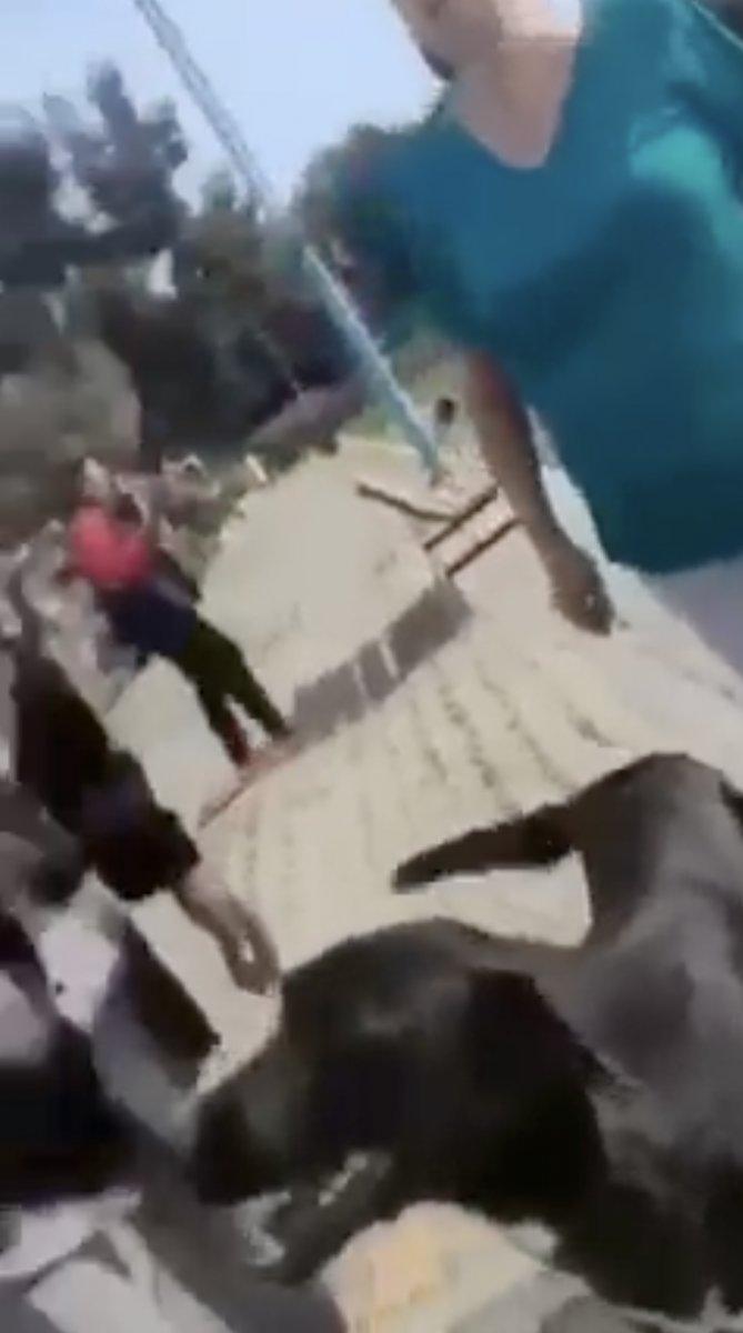 İzmir'de hayvanseverler, köpeklerin saldırdığı adama saldırdı