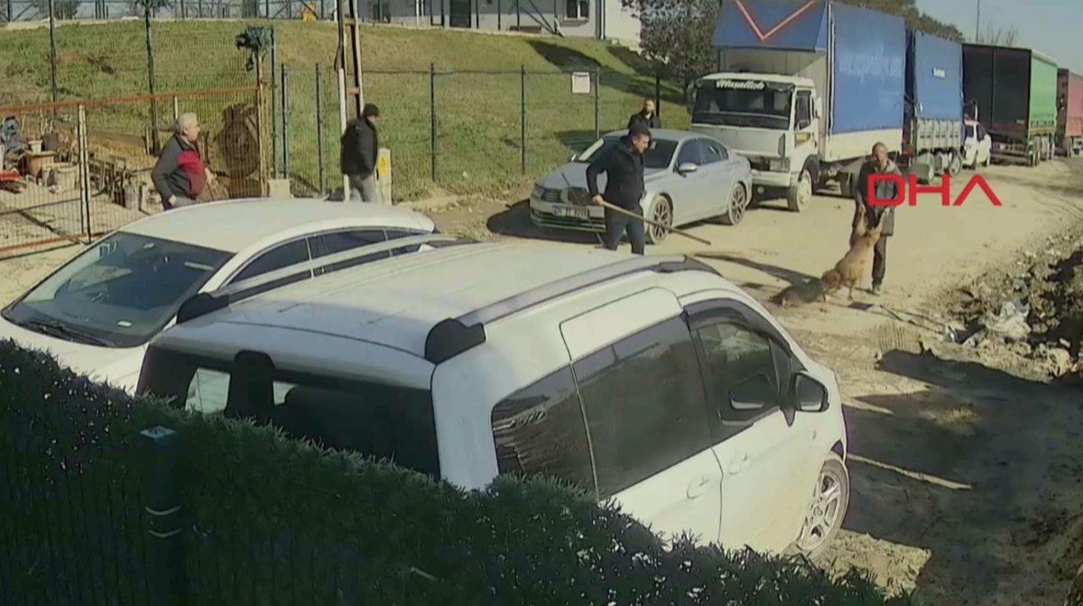 Sultangazi'de pitbull, esnafın köpeğine saldırdı