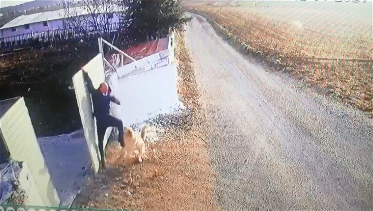 Afyonkarahisar'da köpek, bir öğretmene saldırdı