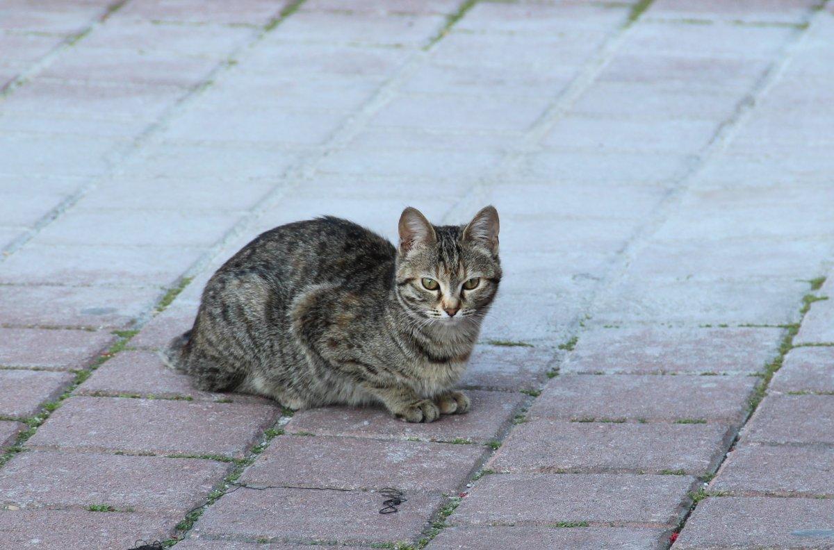 Antalya’da kediyi tekmeleyerek metrelerce havaya uçurdular