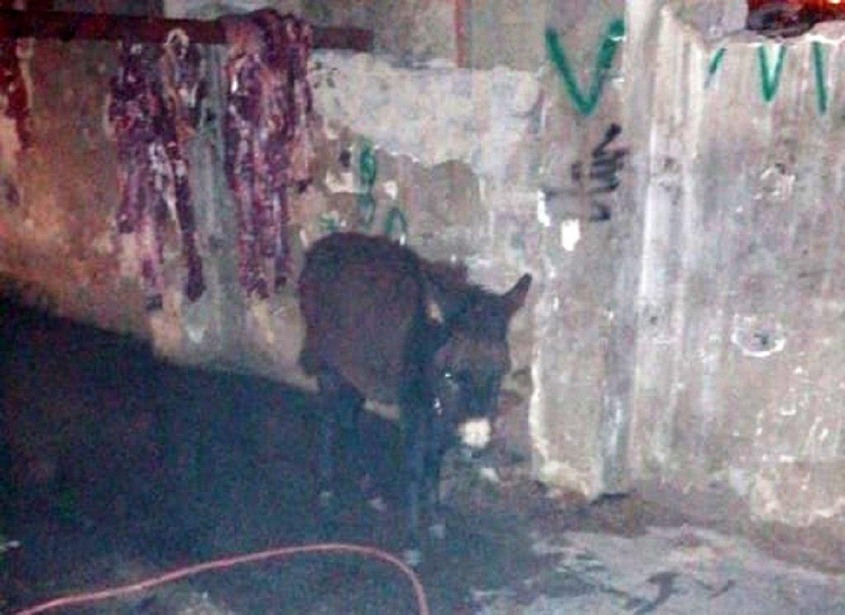 İzmir’de kaçak kesim operasyonu: Eşek ve katırlar kurtarıldı