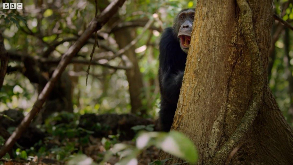 Şempanzelerin taşlı sopalı çiftleşme kavgası kamerada