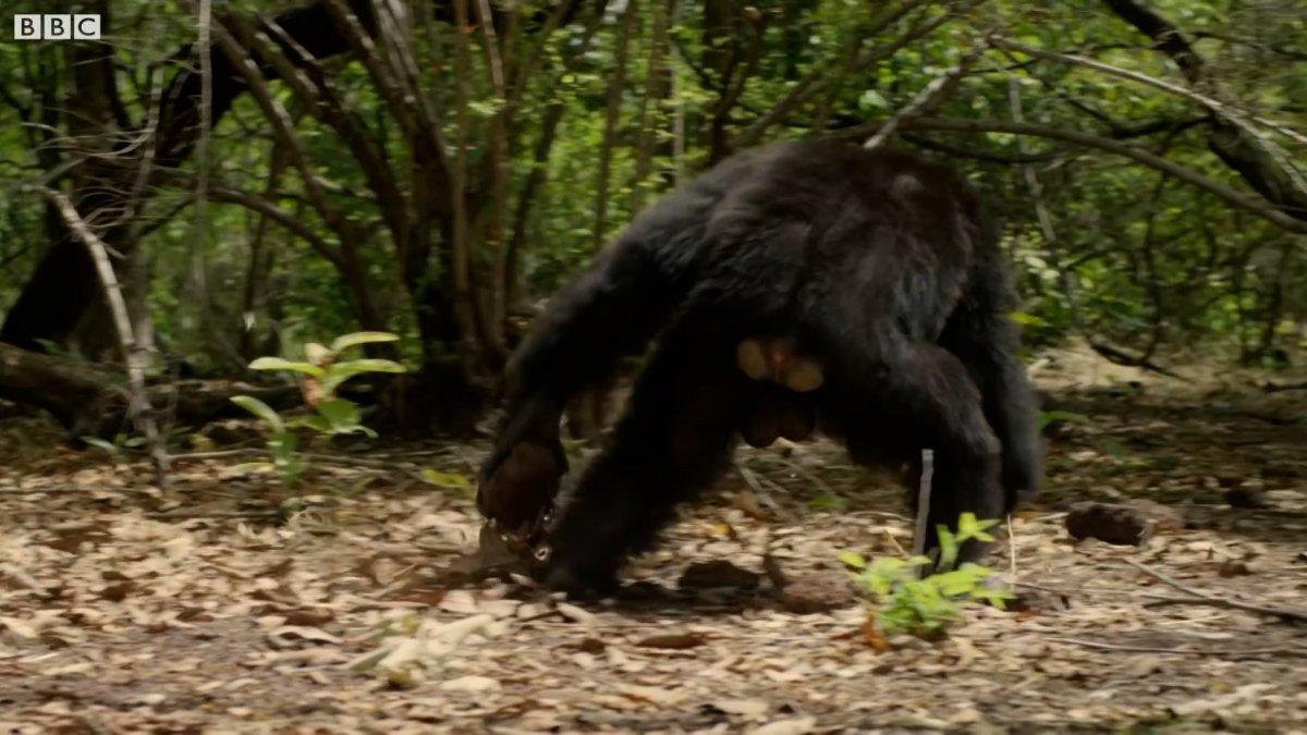 Şempanzelerin taşlı sopalı çiftleşme kavgası kamerada