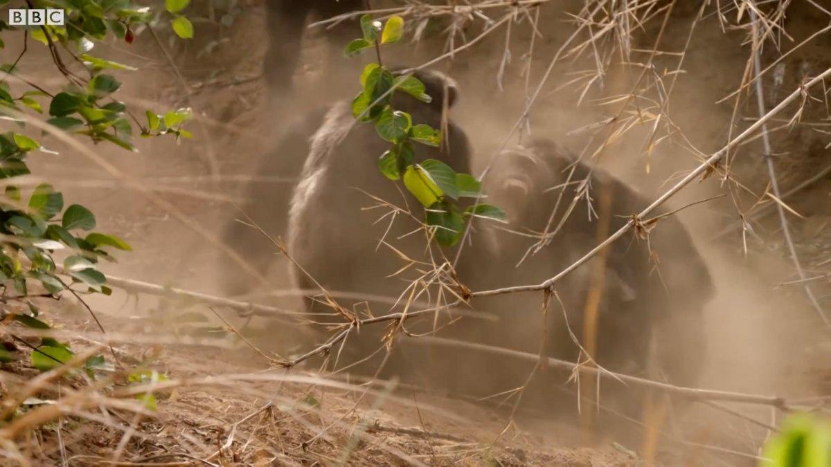 Şempanzelerin taşlı sopalı çiftleşme kavgası kamerada