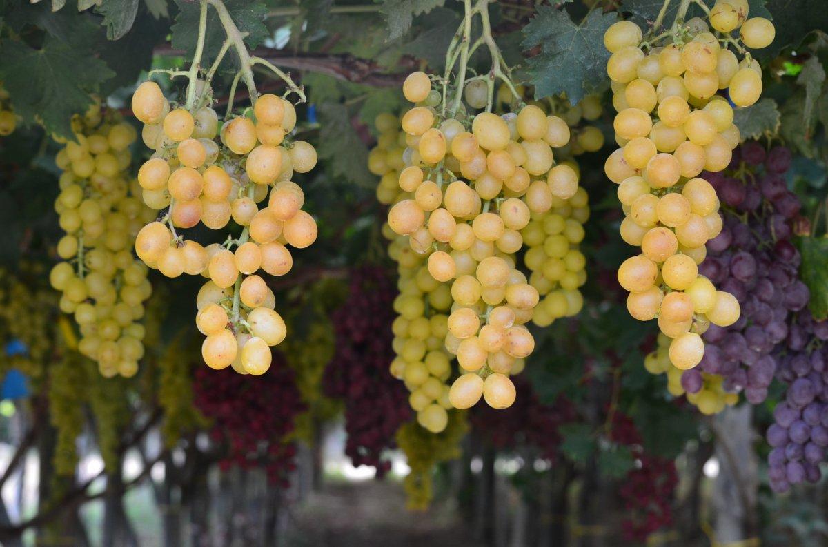 Kilo vermek istiyorsanız kaçınmanız gereken 5 meyve türü