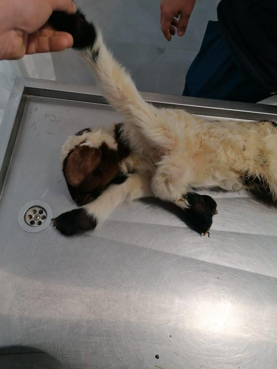 Denizli'de kuzu, 5 bacaklı doğdu