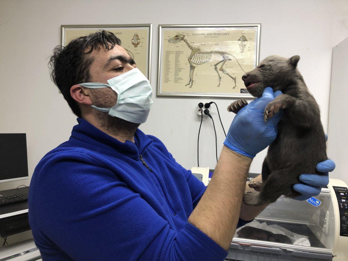 Kastamonu'da 10 günlük 2 bozayı, donmak üzereyken bulundu