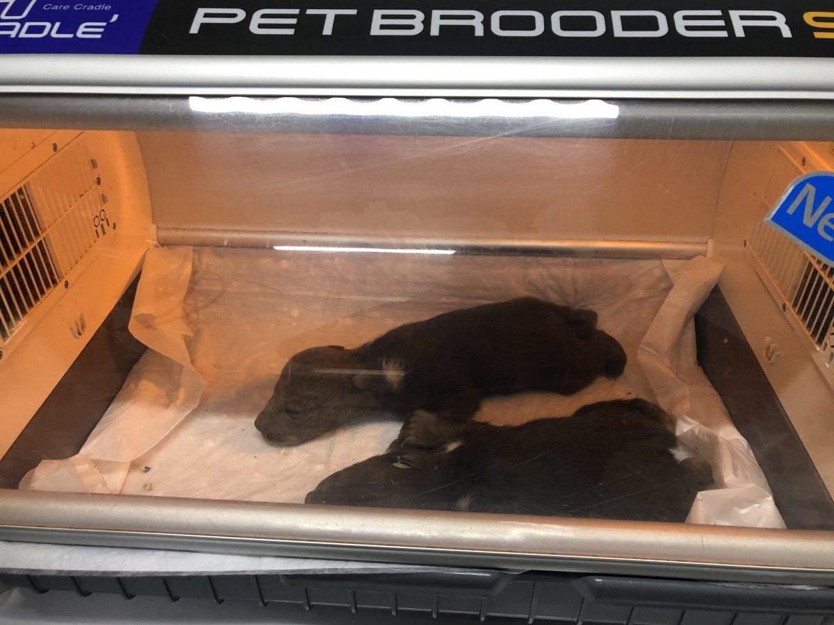 Kastamonu'da 10 günlük 2 bozayı, donmak üzereyken bulundu