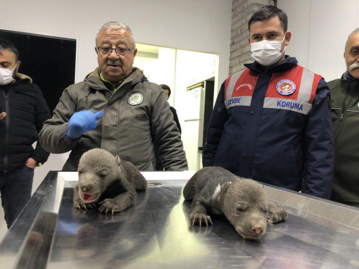 Kastamonu'da 10 günlük 2 bozayı, donmak üzereyken bulundu