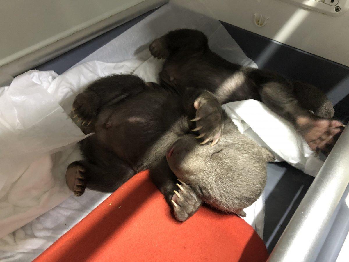 Kastamonu'da 10 günlük 2 bozayı, donmak üzereyken bulundu