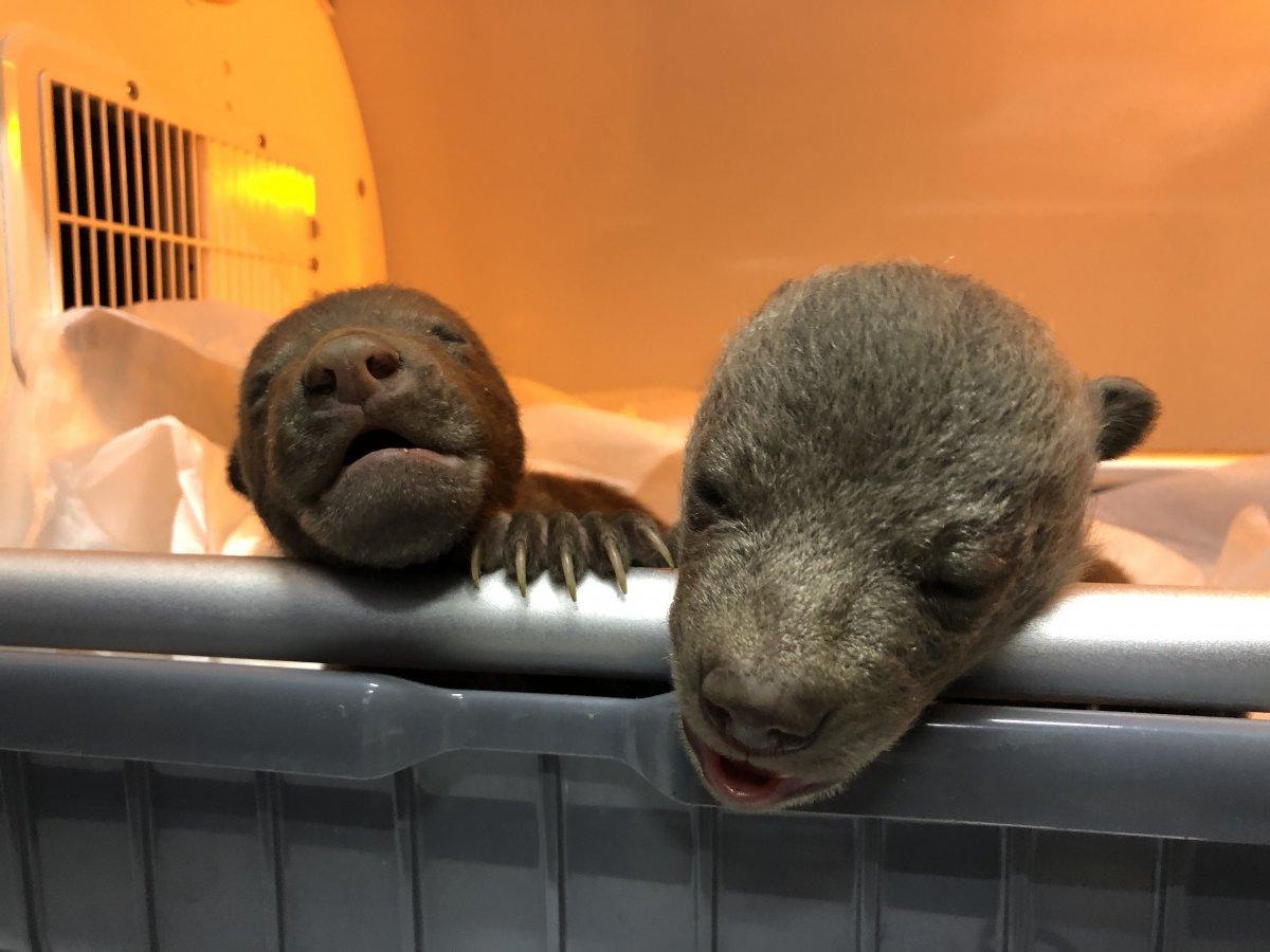 Kastamonu'da 10 günlük 2 bozayı, donmak üzereyken bulundu