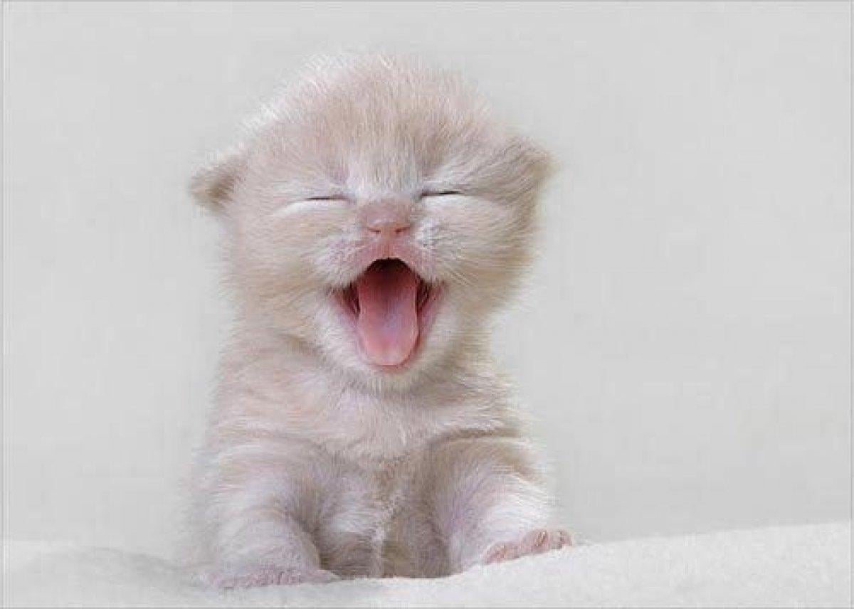 Hz. Peygamber (SAV)'in kıymetli kedisi: 'Müezzâ'