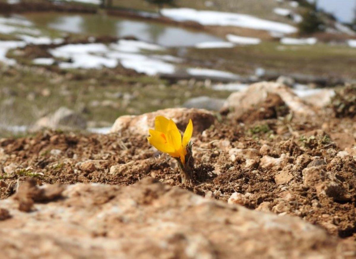 Manisa'nın Spil Dağı Milli Parkı'ndaki kardelenler çiçek açtı