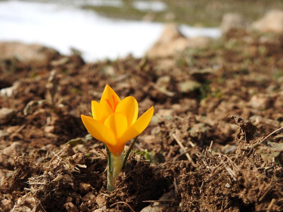 Manisa'nın Spil Dağı Milli Parkı'ndaki kardelenler çiçek açtı